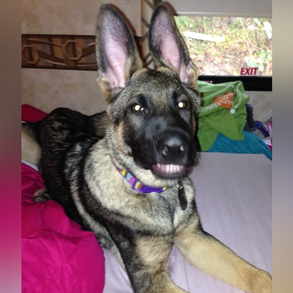 Live listing please like and share if you want to know when I’m Live - Picture 10 of 14